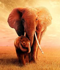 The Elephant Queen / Царица Слоница - Слоницата Майка (2019) - Документални - 2019